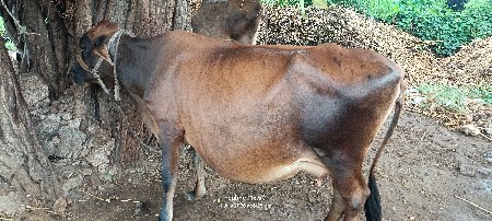 વેસ્વાણી ની સે