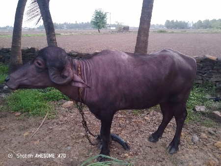 આ પાડી વેચવાની છે