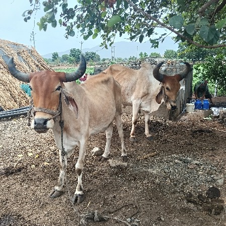 બળદ વેચવાનાછે