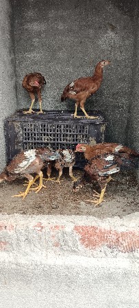 સાત ક્રોસ અસીલ બચ્ચા