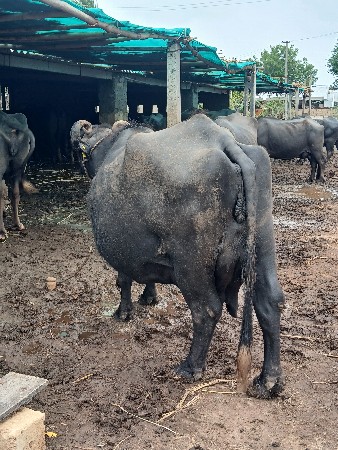 ભેસ વેચવાની છે.