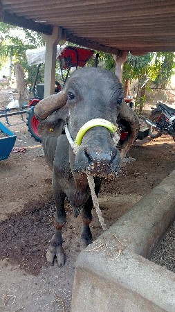 ભેંસ વેચવાની છે