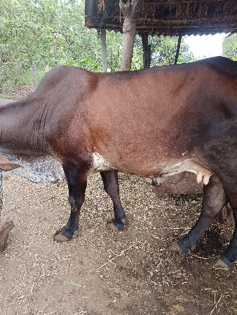 ક્રોસ ગાય