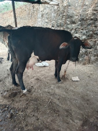 વેચવાની છે
