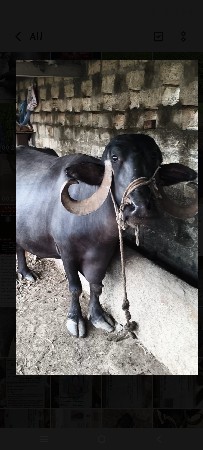 બીજા વેતર માં