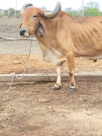બળદ વેચવા નો છે