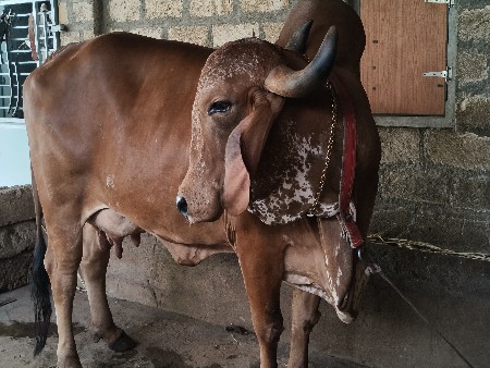 ગીર ગાય વેચવાની છે.