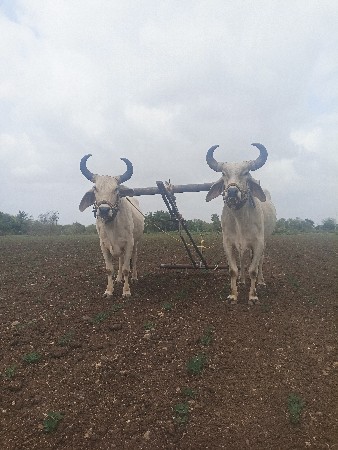 બળધ વેચવા ના શે