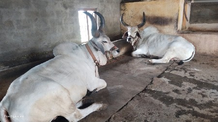 ત્રણ વાવણી