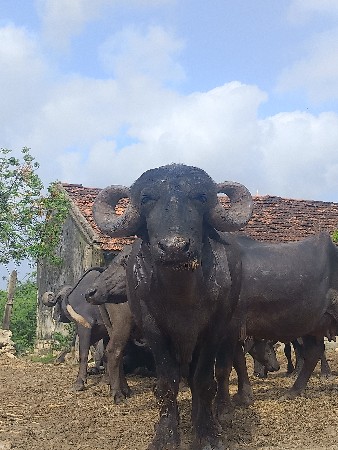 ભેસ વેચવાની છે