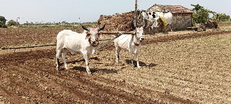 ગોઢલા