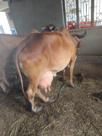 ગાય વેચવાની છે