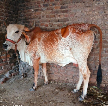 ગાય વેચવાની