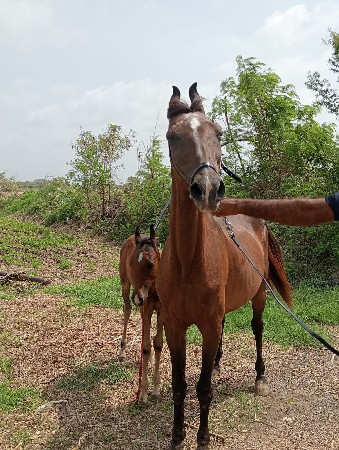 ઘોડી ને વસેરો વેચવાના છે