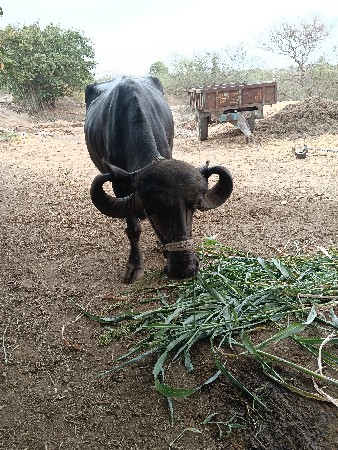 ભેસ વેચવાની છે