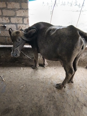 ભેંસ વેચવાની છે