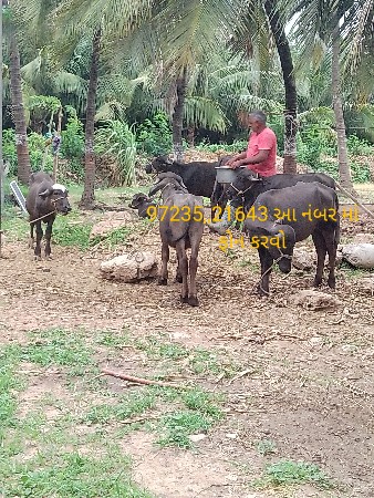 પાંચ પાડા અને બે પાડી વેચવાની છે