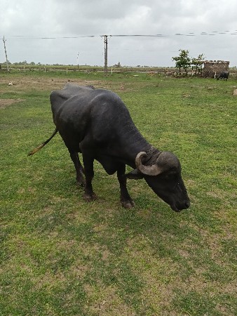 ભેંસ વેચવાની છે.