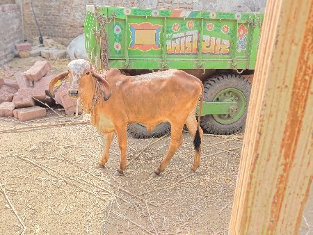 વેસવાની