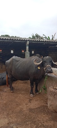 vechvani che