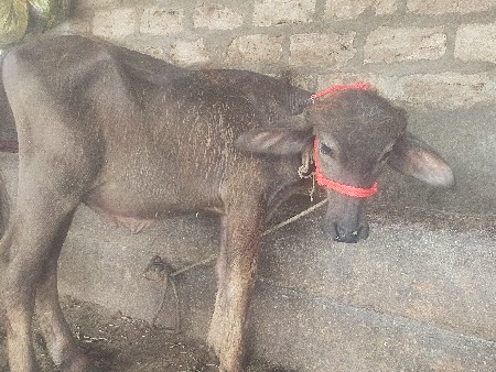 પાડો વેચવાનો છે
