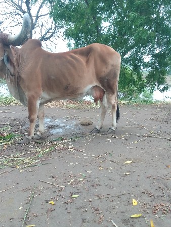 ગાય વેચવાની છે