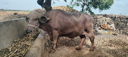 ભેંસ વેચવાની છે