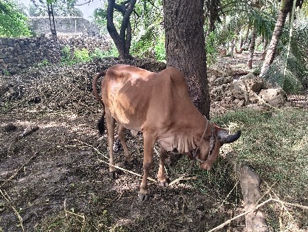 ગીર ગાય