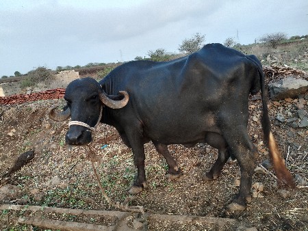ભેશ વેશવાની છે
