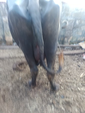 વેચવાની છે.