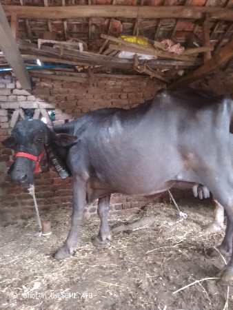 ભેંસ વેચવાની છે