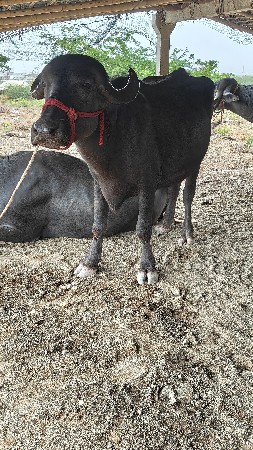 ખડેલી