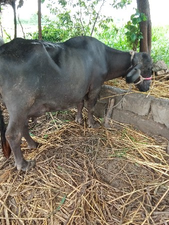 આ ભેંસ વેચવાની છે