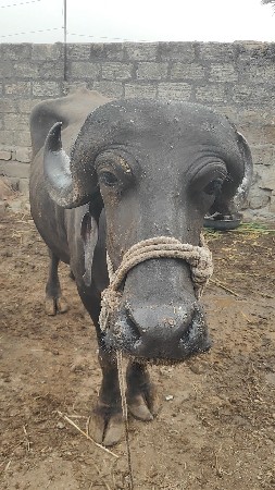 જાફરી ખડેલી
