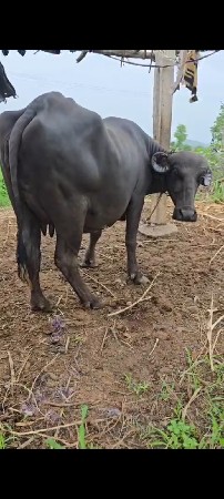 બે ભેસો વેચવાની છે