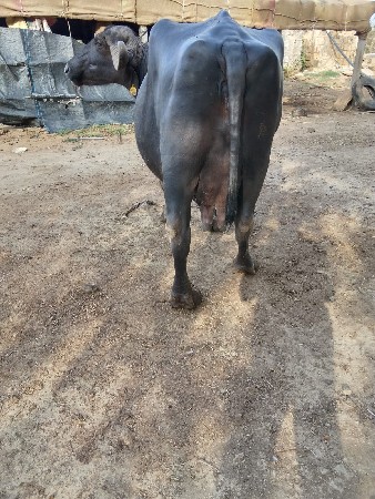 ભેસ વેચવાનીછે