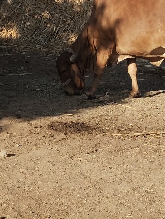 gay vesavani 3 vetar
