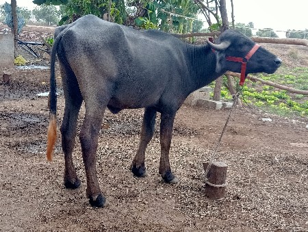 પાડી