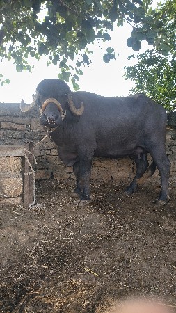 ભેંસ