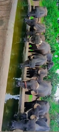 વેસ