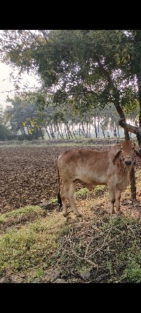 ગોધલો મફત માં આપવાનો સે
