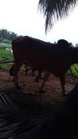 બરધ.વેશવાનાસે.ધર.3.