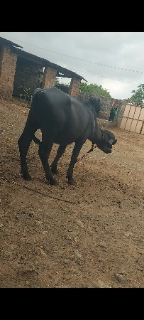 રાળા.નાજાભાઈ