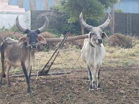 ગોઢલા  વેચવાના