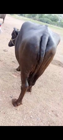 ત્રીજા  વેતરી વે ખડેલી