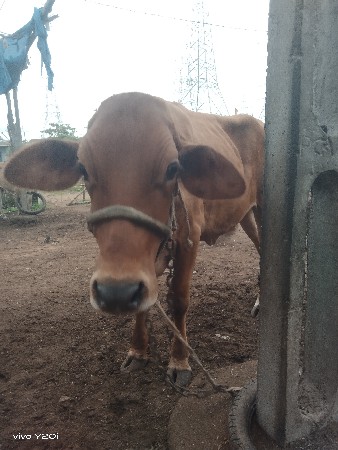 જર્સી ઓડકી