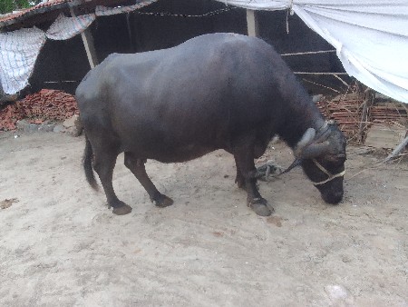 ભેંસ વેચવાની છે સાટા પણ ચાલે