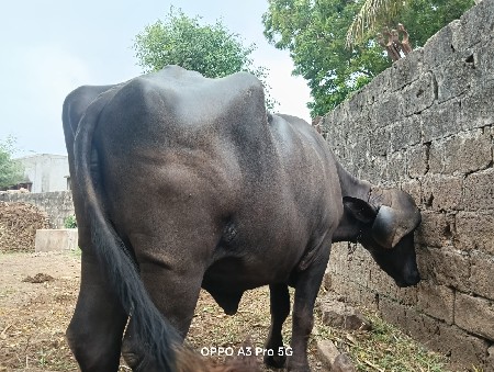 બેય એક સાથે દેવાની છે