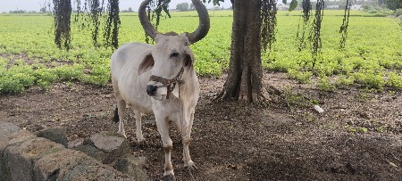 બળદ