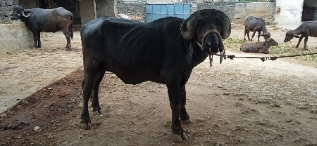 પાડો વેચવાનો છે